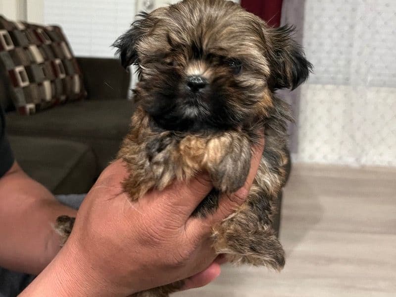 Shih Tzu 2 months old female small named Female 1 for breeding in Lockhart, Texas | Petmeetly
