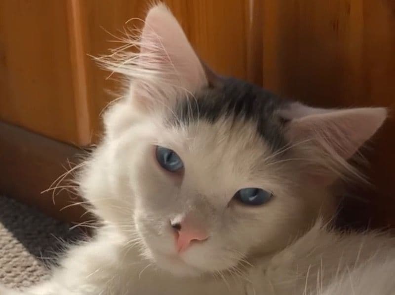 Hercules primary photo