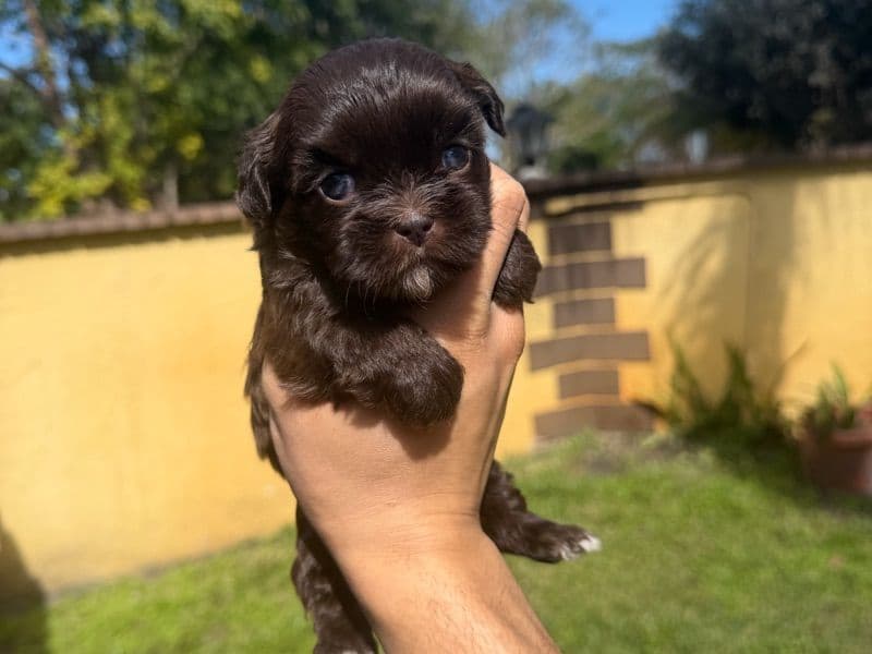 Shih Tzu 1 month old female small named Tulip for sale in Miami-Dade County, Florida | Petmeetly