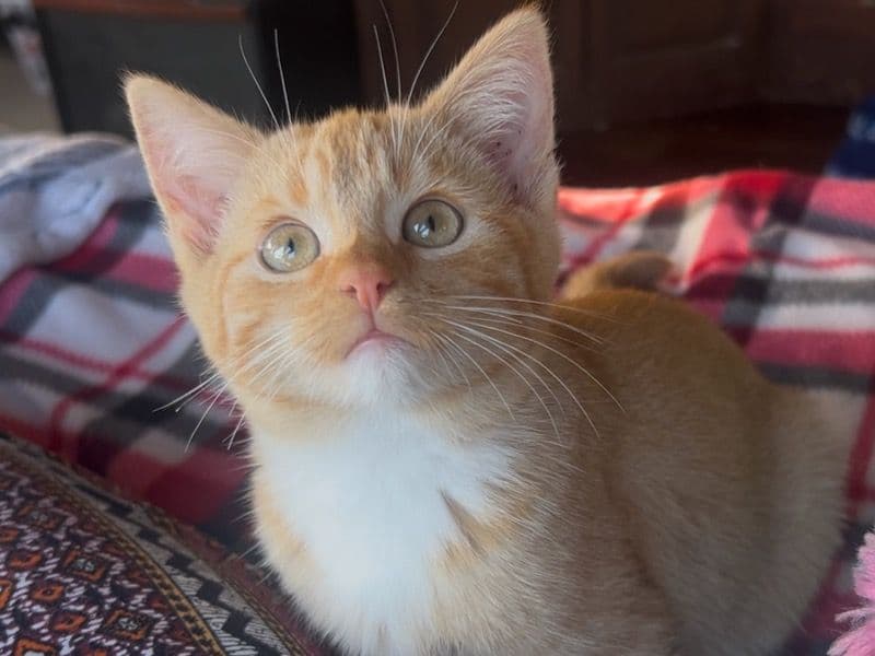 Tabby 2 months old female named Honey for breeding in Henderson County, Texas | Petmeetly