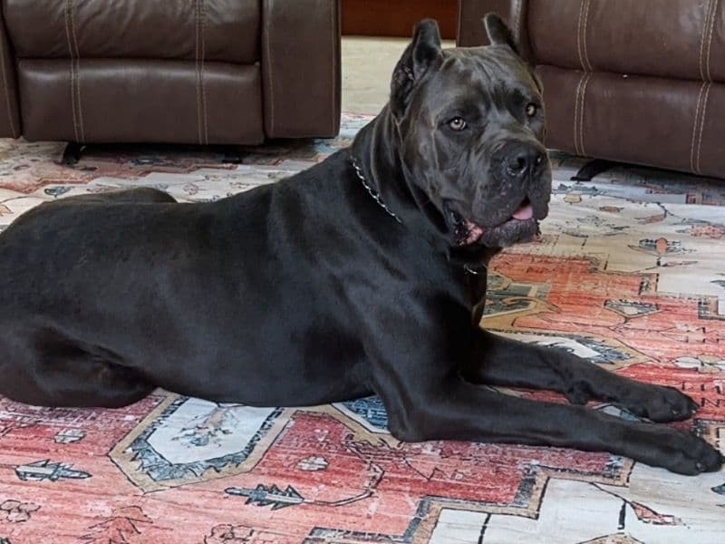 Cane Corso 3 years 2 months old male extra large named Hank for sale in Sarasota County, Florida | Petmeetly