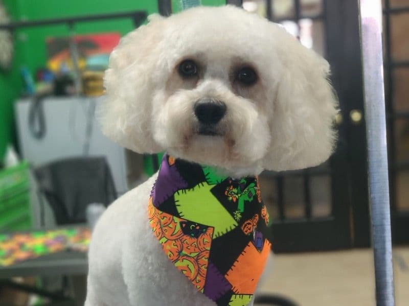 ShihPoo 3 years old male small named Beary for breeding in Cobb County, Georgia | Petmeetly