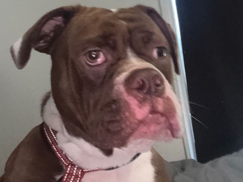 Old English Bulldog 1 year 6 months old female small named Koko for breeding in Manatee County, Florida | Petmeetly