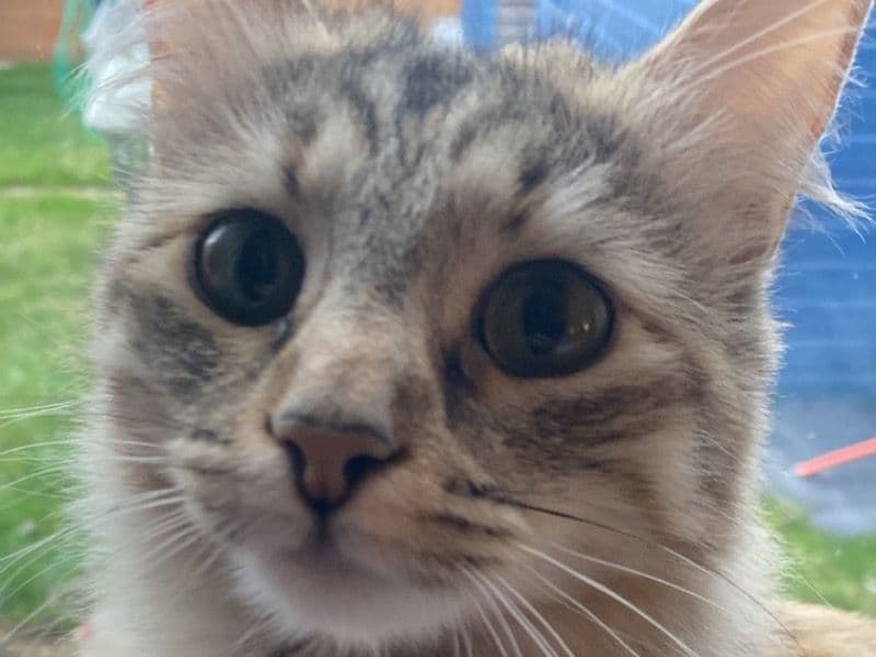 Siberian 2 years 3 months old female named Lola for breeding in Essex, England | Petmeetly