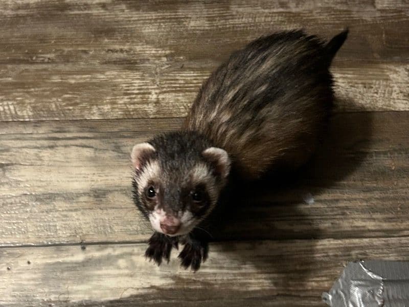 Ferret 2 years old female named Lucy for sale in Banks County, Georgia | Petmeetly