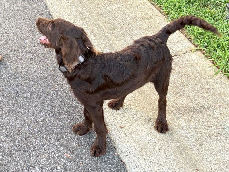 Labradoodle 8 months old female medium named Rosabella for breeding in Tuscaloosa County, Alabama | Petmeetly