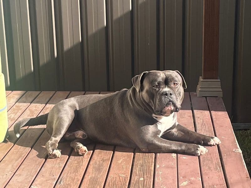 American Pocket Bully 5 years 4 months old male medium named Rolex for breeding in Penrith City Council, New South Wales | Petmeetly
