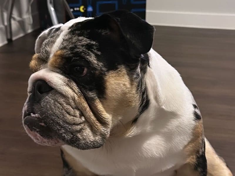 Old English Bulldog 2 years 5 months old male medium named Oreo for breeding in Harris County, Texas | Petmeetly
