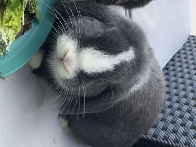 Micky - Mini Lop | Petmeetly