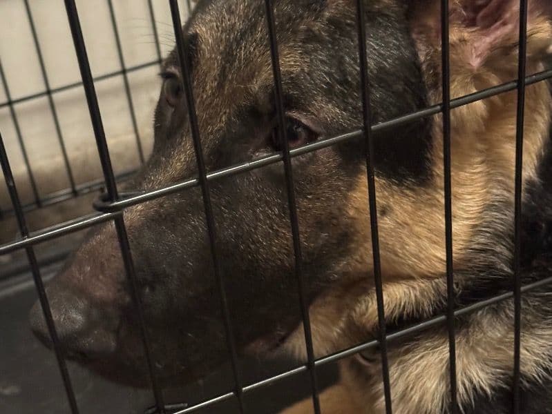 German Shepherd 5 months old male medium named Koda for adoption in Atlantic County, New Jersey | Petmeetly