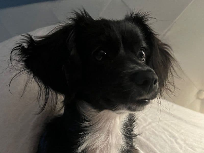 Maltipoo 2 years 7 months old female small named Mochi for breeding in Nevada County, California | Petmeetly