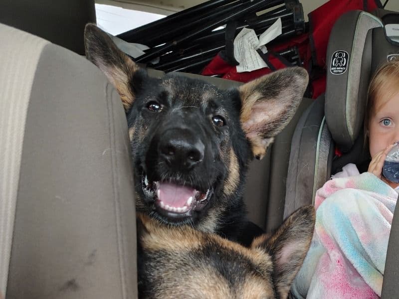 Willow primary photo