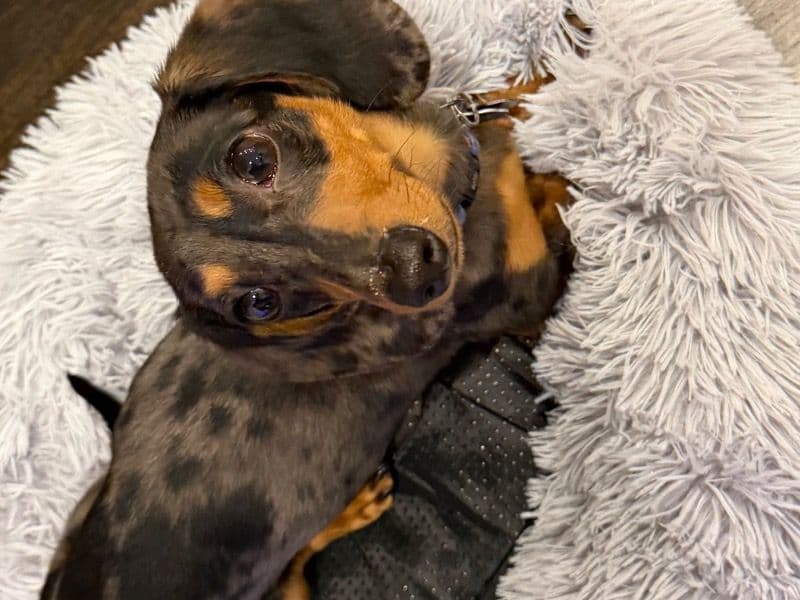 Miniature Dachshund 11 months old male small named Manchas for breeding in King County, Washington | Petmeetly