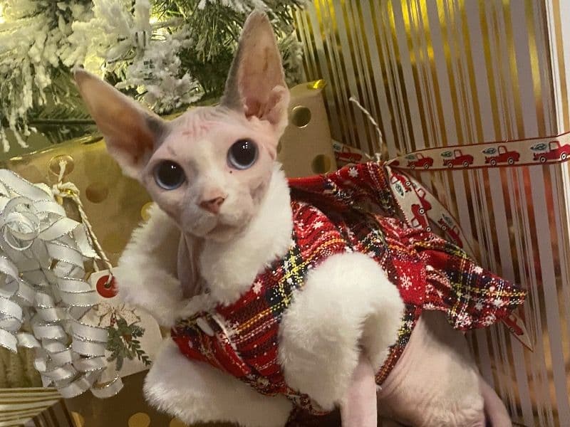 Canadian Spynx 1 year 3 months old female named Zahra for breeding in Fulton County, Georgia | Petmeetly