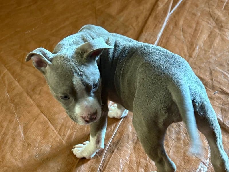 Blue nose Pitbull 7 months old female small named Unknown for sale in Allegheny County, Pennsylvania | Petmeetly