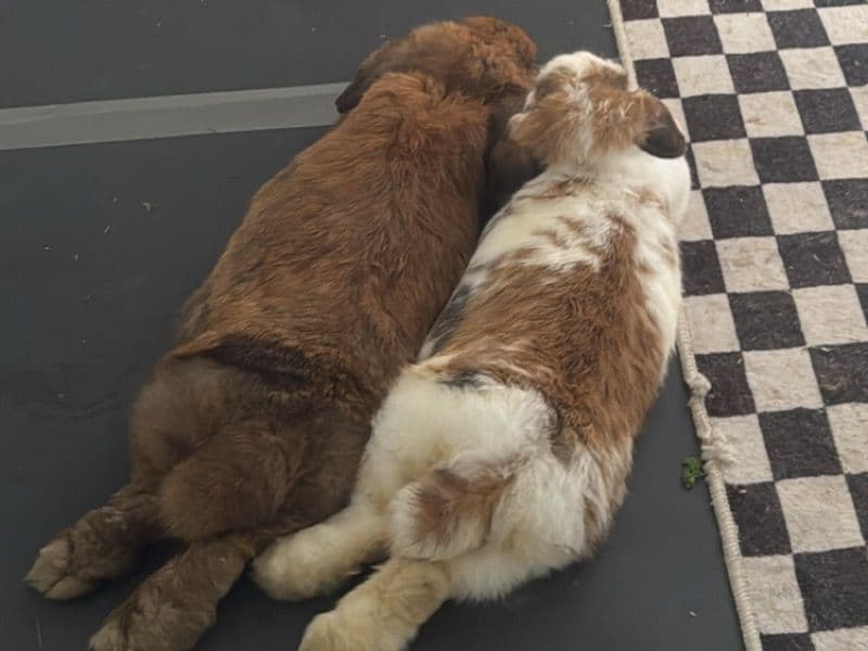 Lola And Miso - Holland Lop | Petmeetly