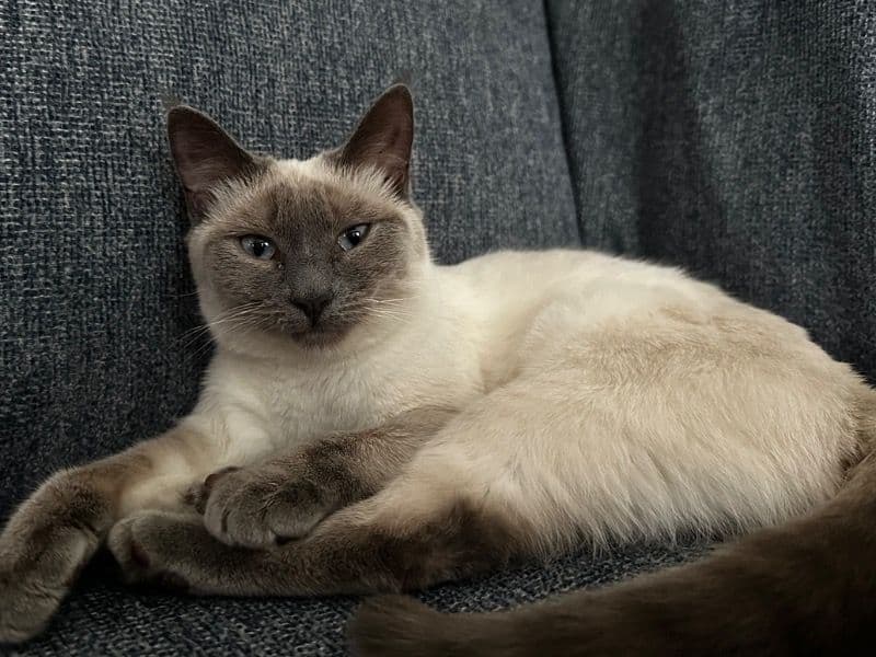 Snowball primary photo