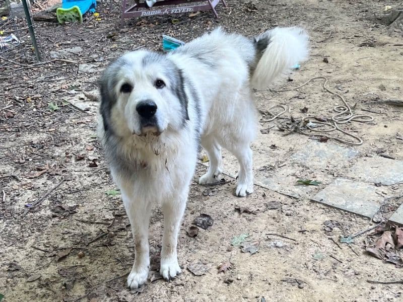 Great Pyrenees 2 years 2 months old male extra large named Polar for breeding in Calvert County, Maryland | Petmeetly