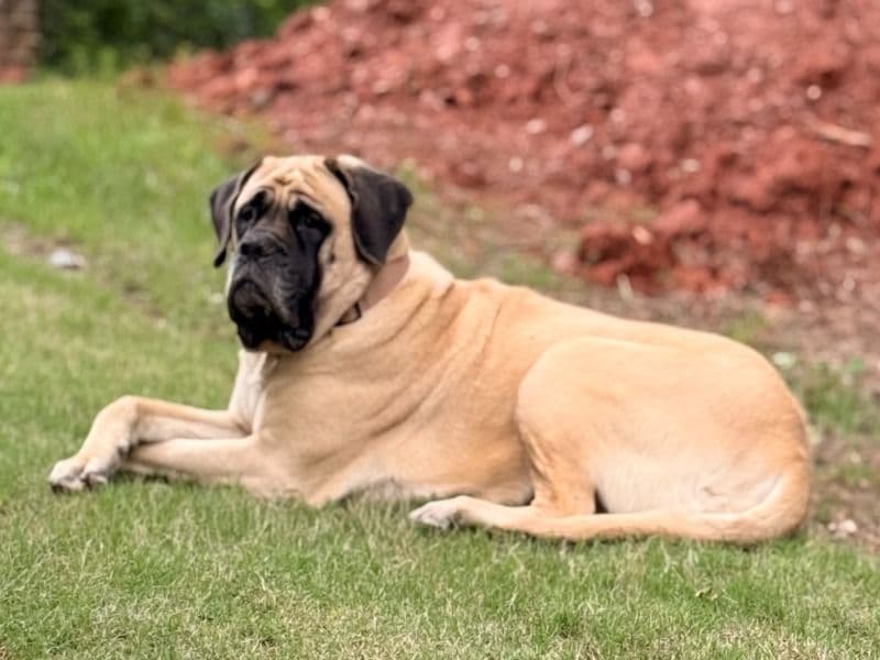 English Mastiff 5 years 6 months old female extra large named Hera for breeding in Cherokee County, Georgia | Petmeetly