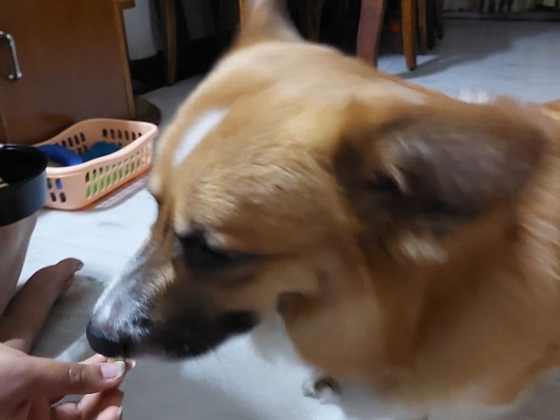 Cardigan Welsh Corgi 4 years old male medium named Leo for breeding in Meerut Division, Uttar Pradesh | Petmeetly