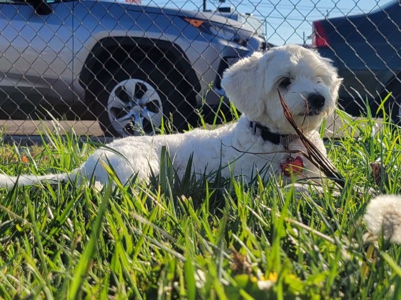 Maltipoo 4 years 5 months old female small named Sophie for breeding in San Diego County, California | Petmeetly