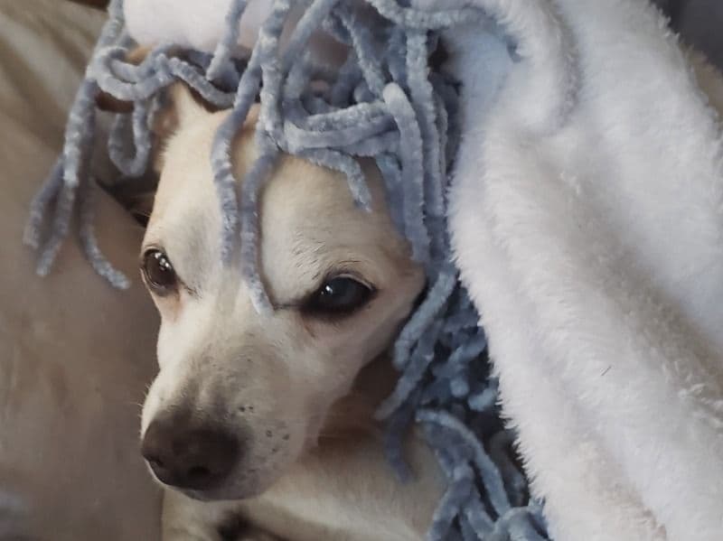 Jack Chi 9 years 1 month old male small named Tigger for breeding in Polk County, Florida | Petmeetly