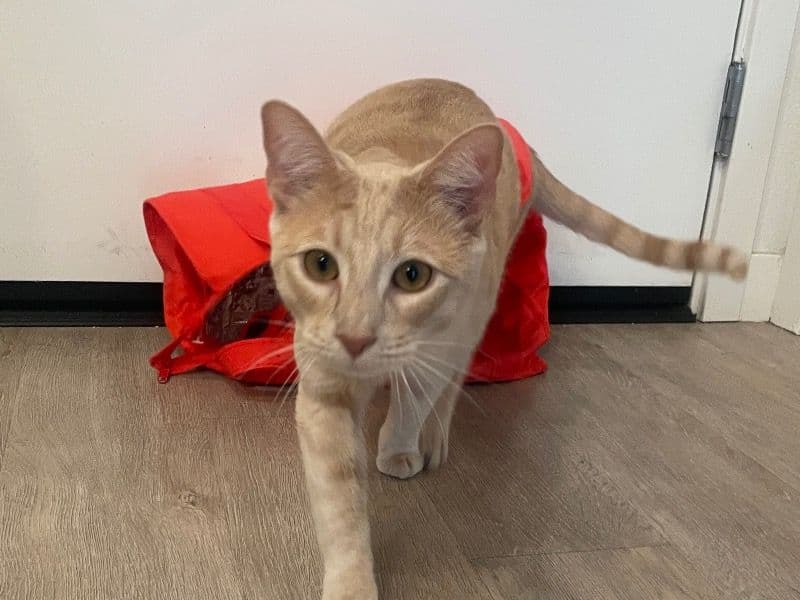 Domestic Shorthair 1 year 7 months old male named Phineas for sale in Los Angeles County, California | Petmeetly