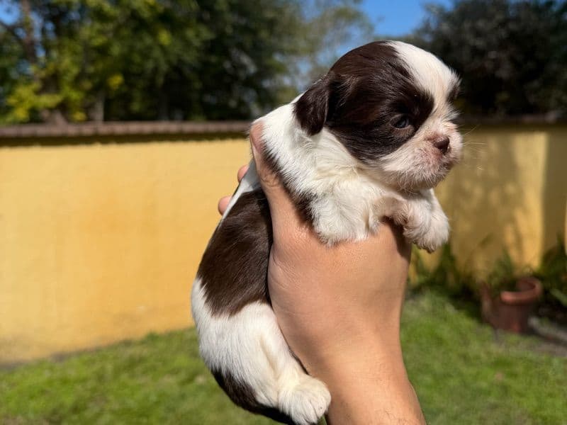Shih Tzu 1 month old male small named Bentley for sale in Miami-Dade County, Florida | Petmeetly