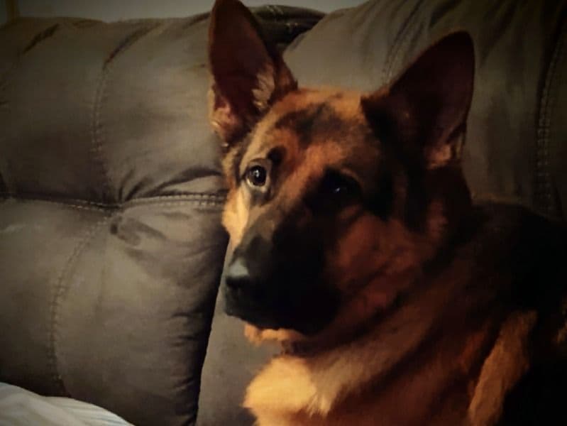 Aussalier 4 years 5 months old male large named Kilo for breeding in Jefferson County, Kentucky | Petmeetly