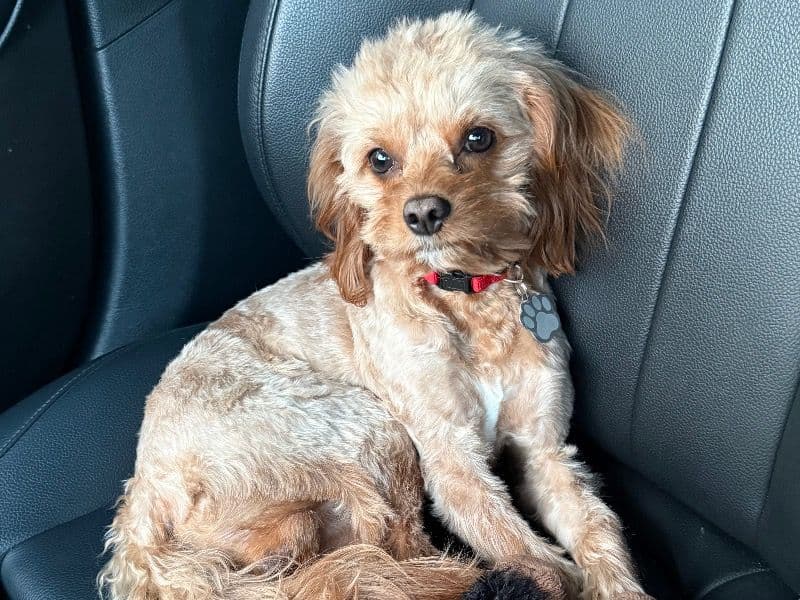 Chubby primary photo