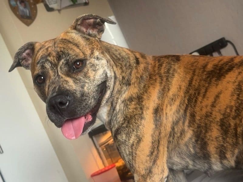 American PitBull Terrier 2 years 5 months old female large named Cali for breeding in Warrington, England | Petmeetly