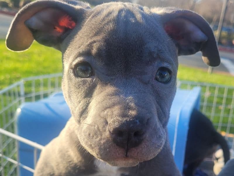 American PitBull Terrier 2 months old female medium named #2 for sale in Sacramento County, California | Petmeetly
