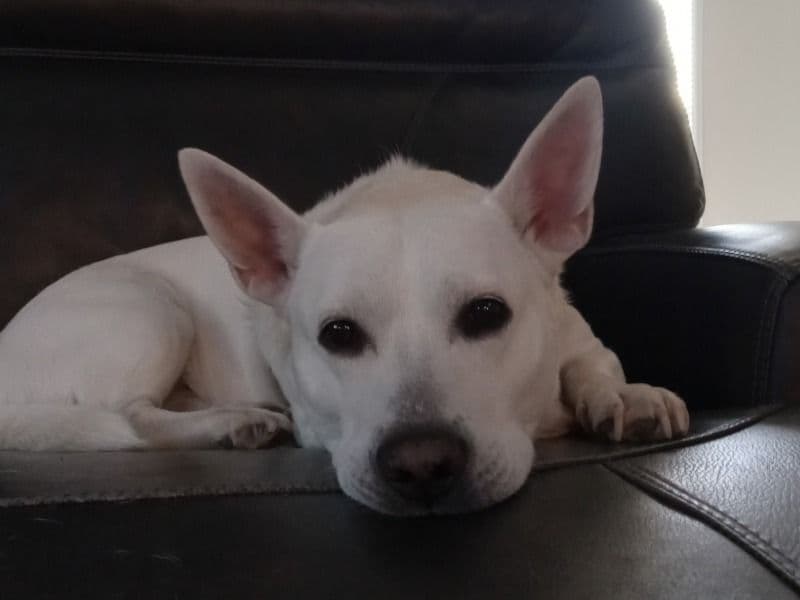 Cardigan Welsh Corgi 6 years 3 months old male medium named Sudz for breeding in Sumner County, Tennessee | Petmeetly