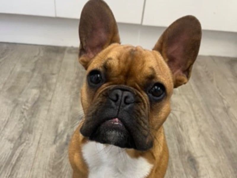 French Bulldog 1 year 3 months old male small named Teddy for breeding in Wiltshire, England | Petmeetly