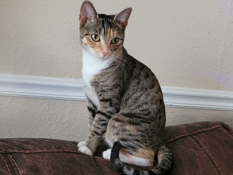 American Polydactyl 3 years 4 months old female named Rey Rey for breeding in Broward County, Florida | Petmeetly