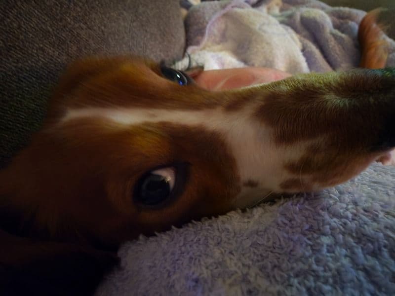 Miniature Dachshund 2 years old male small named Rex for breeding in Blount County, Tennessee | Petmeetly