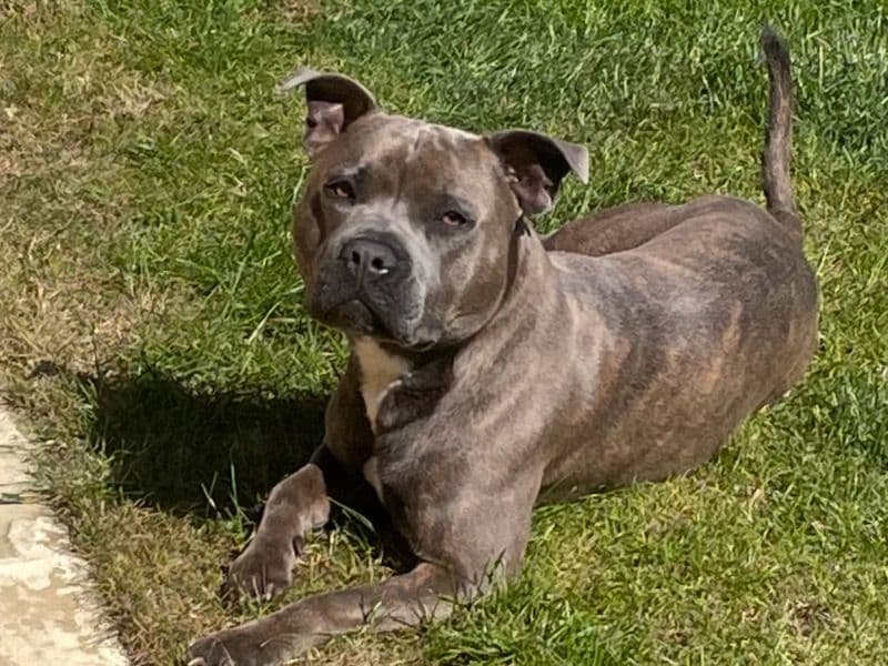 Staffordshire Bull Terrier 2 years 8 months old male medium named Odin for breeding in Cambridgeshire, England | Petmeetly