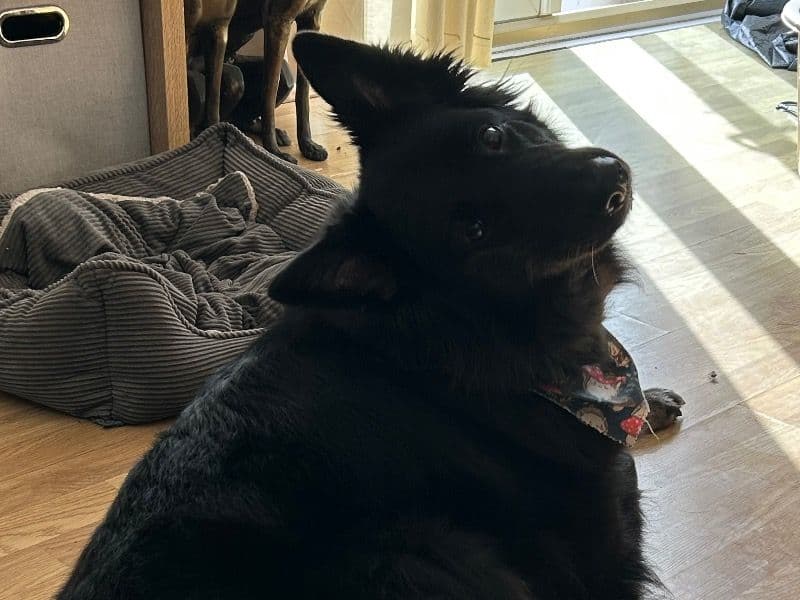 Black German Shepherd 5 years 3 months old female medium named Lexi for breeding in Cambridgeshire, England | Petmeetly