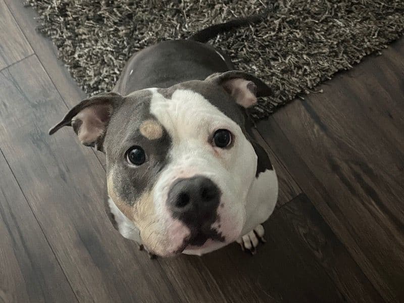 Harley Quinn(queen) primary photo