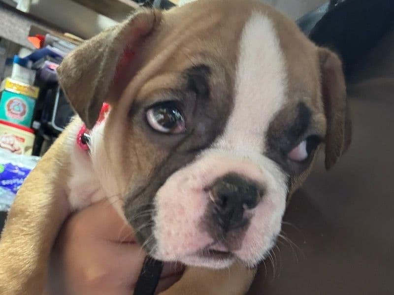 French Bulldog 2 months old female small named Butter Cup for sale in Los Angeles County, California | Petmeetly