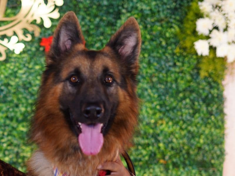 German Shepherd Husky 4 years 8 months old male extra large named Simba for breeding in Gandamguda, Telangana | Petmeetly