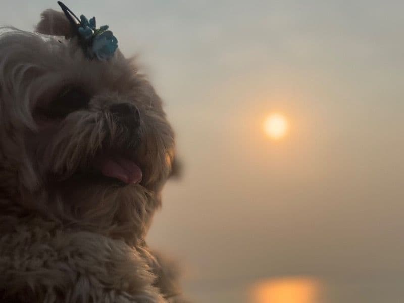 Lhasa Apso 6 years old male medium named Robo for breeding in Hyderabad, Telangana | Petmeetly