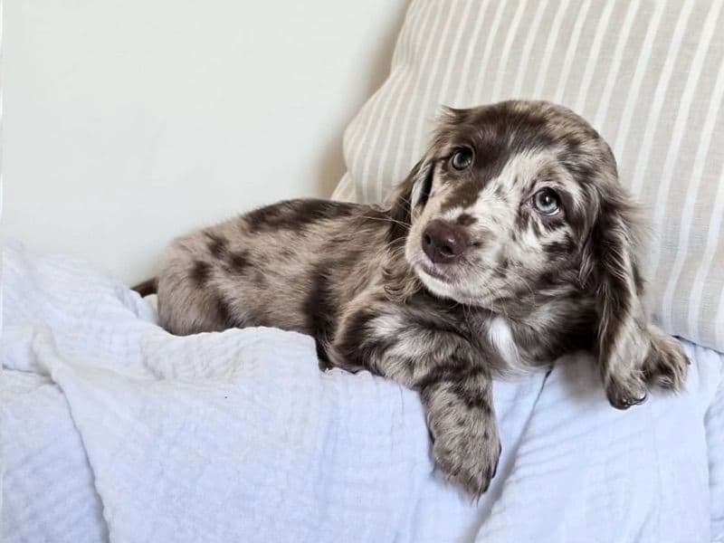 Zoe - Dachshund | Petmeetly