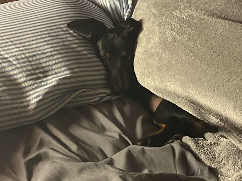 Miniature Dachshund 10 months old male small named Bernie for breeding in Pulaski County, Kentucky | Petmeetly