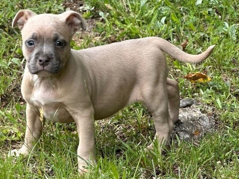 American Bully 7 months old female small named No Name for breeding in Guilford County, North Carolina | Petmeetly