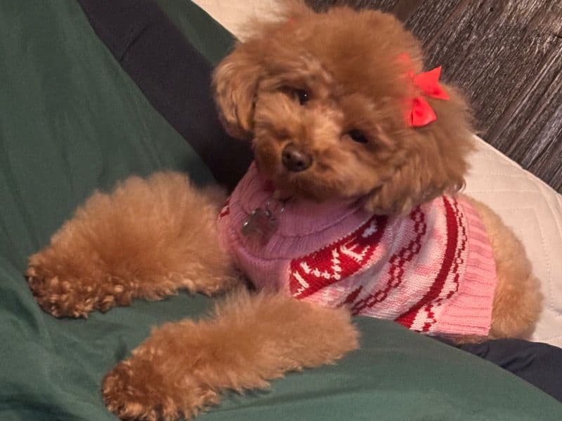 Toy Poodle 1 year 11 months old female small named Pebbles for breeding in Harris County, Texas | Petmeetly