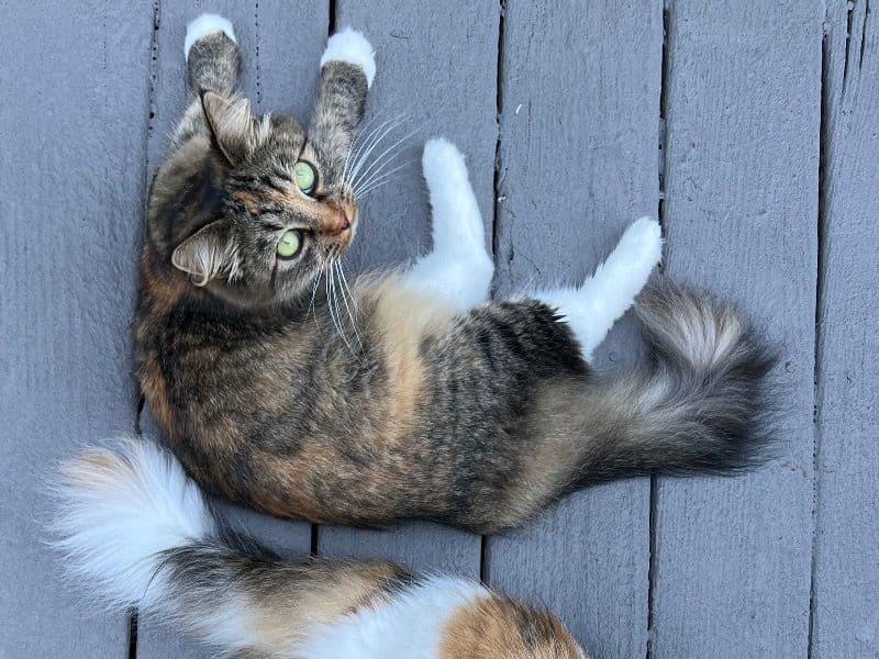 Siberian 4 years 1 month old female named Uma for breeding in New York, New York | Petmeetly