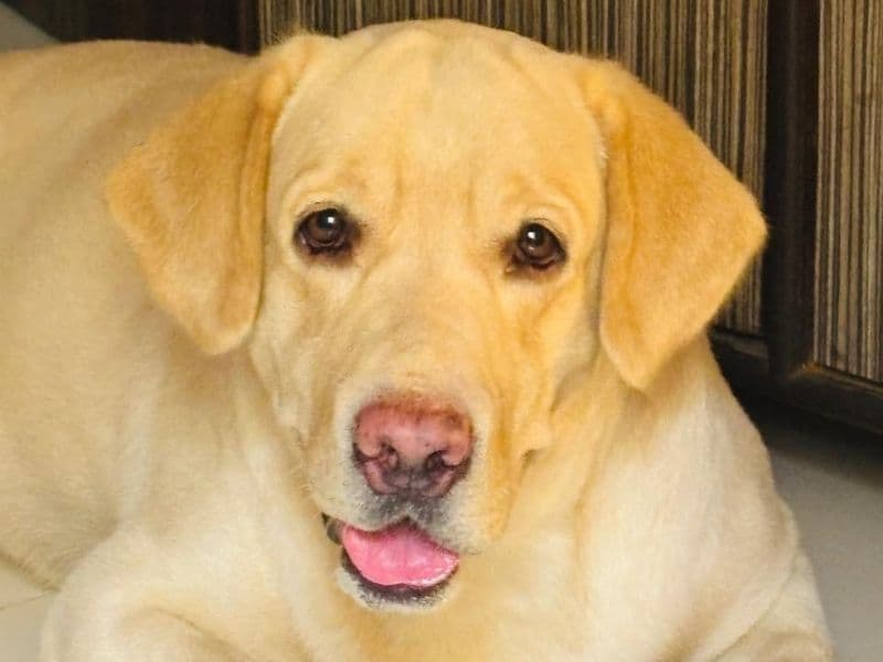 Labrador Retriever 3 years 4 months old male large named Hello for breeding in Konkan Division, Maharashtra | Petmeetly