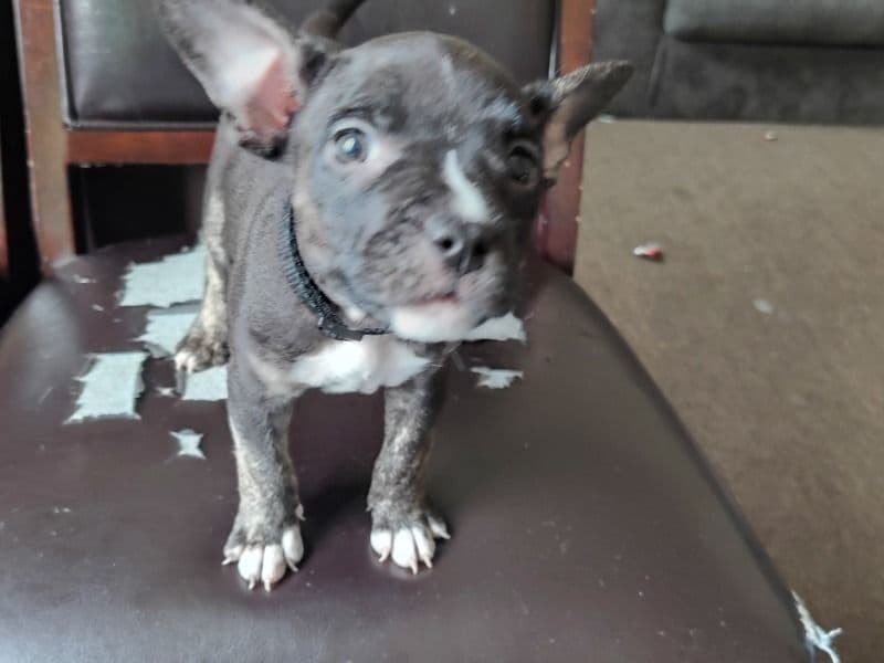Princess - Bulldog | Petmeetly