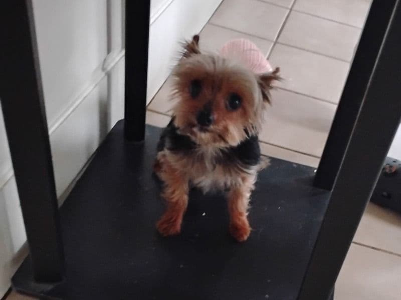 Teacup Yorkshire Terrier 10 years old male small named Roscoe for breeding in Washington County, Arkansas | Petmeetly